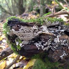 Attēlu rezultāti vaicājumam “Arcyria denudata young”
