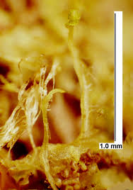 Attēlu rezultāti vaicājumam “Metzgeria violacea”
