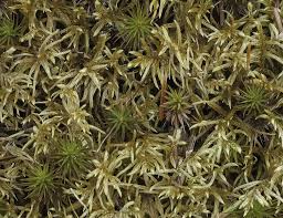 Attēlu rezultāti vaicājumam “Pleurozium schreberi”