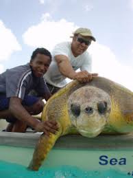 Image result for Caretta caretta