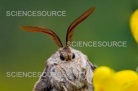 Attēlu rezultāti vaicājumam “Macrothylacia rubi”