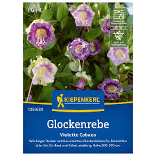 Image result for Glockenrebe