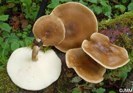 Attēlu rezultāti vaicājumam “Polyporus ciliatus”