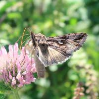 Attēlu rezultāti vaicājumam “Autographa excelsa”