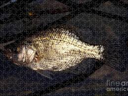 Image result for Pomoxis nigromaculatus