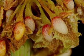 Attēlu rezultāti vaicājumam “Rumex obtusifolius fruit”