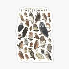 Attēlu rezultāti vaicājumam “Strigiformes”