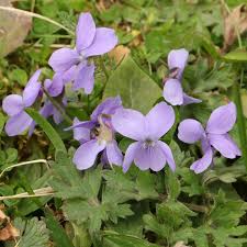 Attēlu rezultāti vaicājumam “Viola hirta leaf”