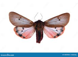 Attēlu rezultāti vaicājumam “Phragmatobia fuliginosa imago”