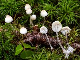 Attēlu rezultāti vaicājumam “Mycena filopes”