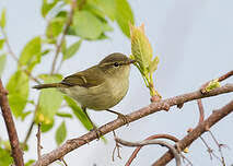 Attēlu rezultāti vaicājumam “Phylloscopus trochiloides adult”