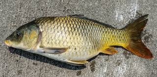 Image result for Cyprinus multitaeniatus