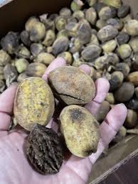 Attēlu rezultāti vaicājumam “Juglans cinerea fruit”