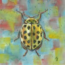 Attēlu rezultāti vaicājumam “Sospita vigintiguttata”