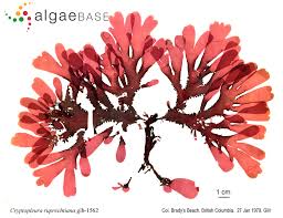 Attēlu rezultāti vaicājumam “Bulbochaete mirabilis”