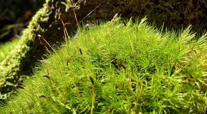 Attēlu rezultāti vaicājumam “Dicranum scoparium sporophyte”