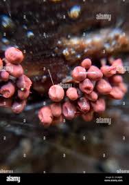 Attēlu rezultāti vaicājumam “Arcyria stipata”