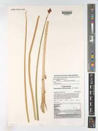 Attēlu rezultāti vaicājumam “Schoenoplectus lacustris subsp. glaucus fruit”