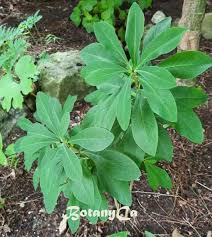 Attēlu rezultāti vaicājumam “Daphne mezereum leaf”