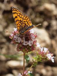Attēlu rezultāti vaicājumam “Clossiana euphrosyne”