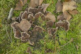 Attēlu rezultāti vaicājumam “Thelephora terrestris”