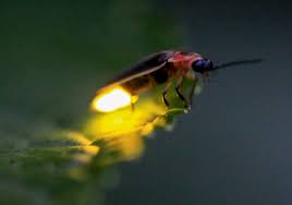 Image result for Fareham Fireflys Yc