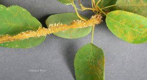 Attēlu rezultāti vaicājumam “Gymnosporangium sp.”