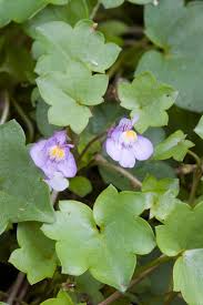 Attēlu rezultāti vaicājumam “Cymbalaria muralis flower”