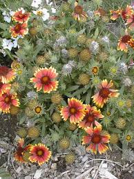 Image result for Gaillardia pulchella