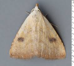 Attēlu rezultāti vaicājumam “Crambus pratella”