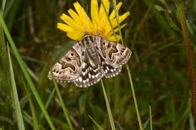 Attēlu rezultāti vaicājumam “Callistege mi”