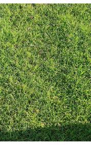 Attēlu rezultāti vaicājumam “Poa nemoralis fruit”