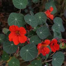 Attēlu rezultāti vaicājumam “Tropaeolum majus flower”
