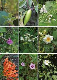 Attēlu rezultāti vaicājumam “Apocynaceae”