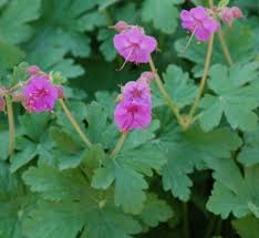 Attēlu rezultāti vaicājumam “Geraniaceae”