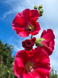 Image result for Alcea (althaea) rosea