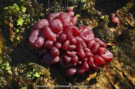 Attēlu rezultāti vaicājumam “Ascocoryne sarcoides”