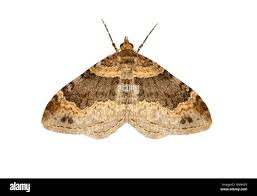 Attēlu rezultāti vaicājumam “Xanthorhoe ferrugata”