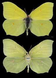 Attēlu rezultāti vaicājumam “Gonepteryx rhamni female”