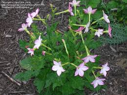 Image result for Nicotiana x sanderae