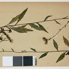 Attēlu rezultāti vaicājumam “Hieracium vulgatum”