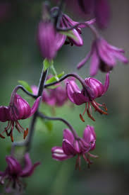 Image result for Helichrysum subulifolium