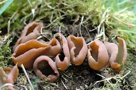 Attēlu rezultāti vaicājumam “Peziza flavida”