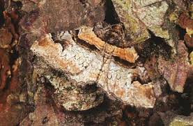 Attēlu rezultāti vaicājumam “Catarhoe rubidata”