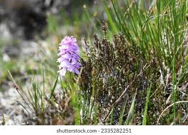 Attēlu rezultāti vaicājumam “Dactylorhiza russowii bud”