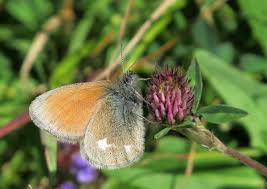 Attēlu rezultāti vaicājumam “Coenonympha glycerion underside”