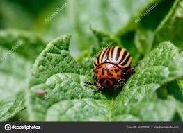 Attēlu rezultāti vaicājumam “Leptinotarsa decemlineata”