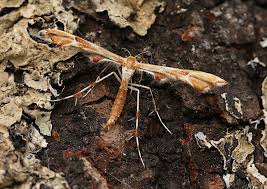 Attēlu rezultāti vaicājumam “Cnaemidophorus rhododactyla”