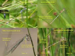 Attēlu rezultāti vaicājumam “Lestes dryas male”