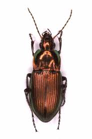 Attēlu rezultāti vaicājumam “Staphylinus erythropterus”